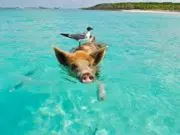 Voyage aux Bahamas