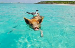 Voyage aux Bahamas