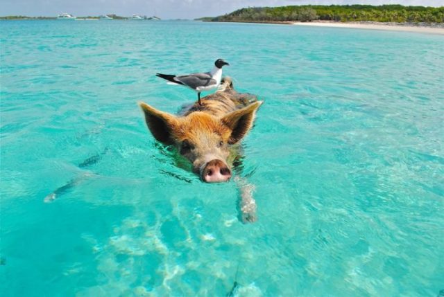 Voyage aux Bahamas