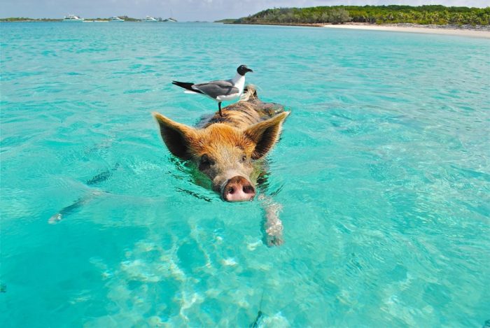 Voyage aux Bahamas