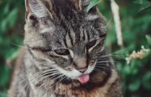 Animal chat