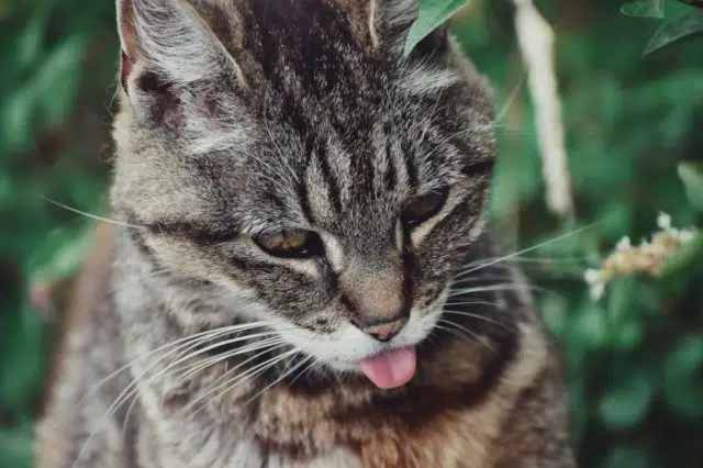 Animal chat Animal chat