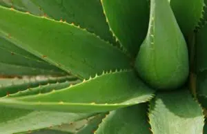Comment utiliser le gel d’aloe vera