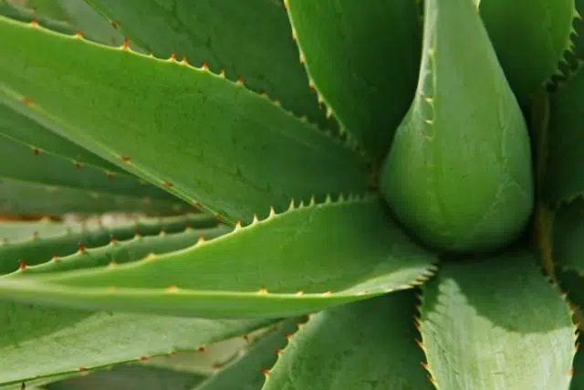 bienfaits gel aloe vera