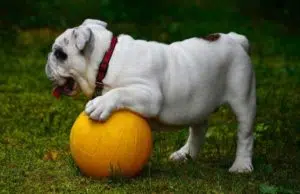 Balle pour chien