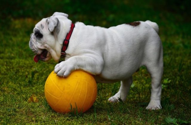 Balle pour chien