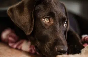 Dressage de chien et les nouvelles méthodes