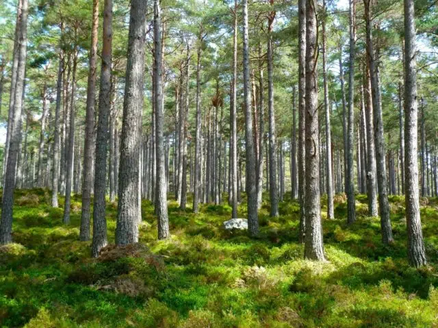 forest-272595_1920 (1)