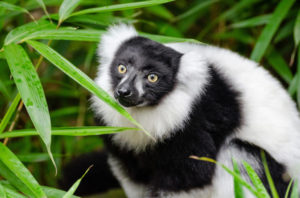 Lémurien de Madagascar