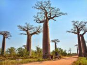 Baobab à Madagascar