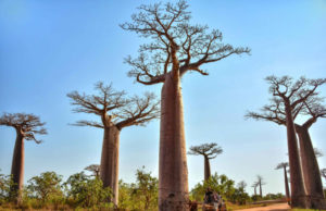Baobab à Madagascar