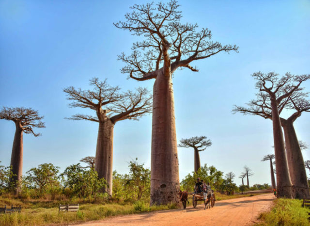 Baobab à Madagascar