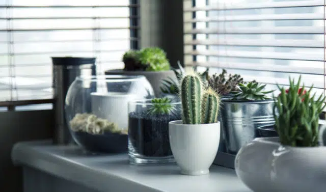Pots Pots