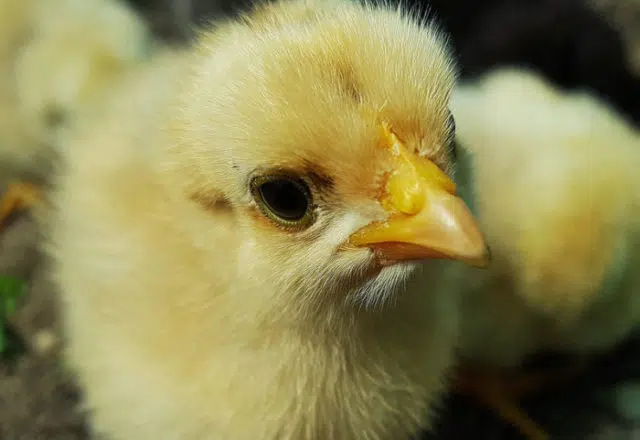 poussins