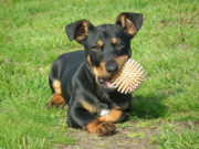 Chien en bonne santé