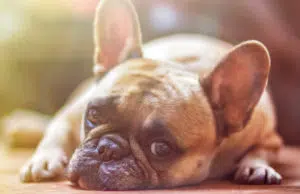 Infection urinaire du chien, ces symptômes qui doivent alerter