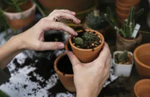 Attention, sol en carence