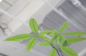 Où trouver un phreshFilter pour l’hydroponie ?