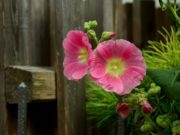 choisir une clôture de jardin