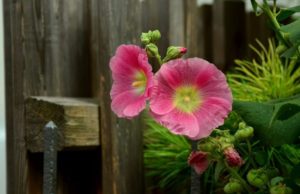 choisir une clôture de jardin