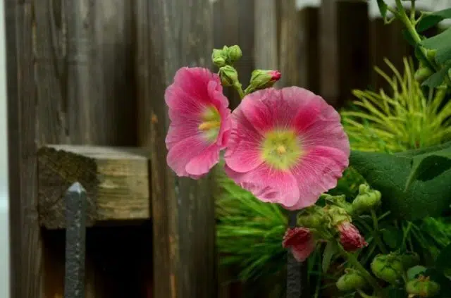 choisir une clôture de jardin choisir une clôture de jardin