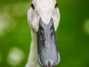 Cuisiner du canard : égayez vos repas de famille !