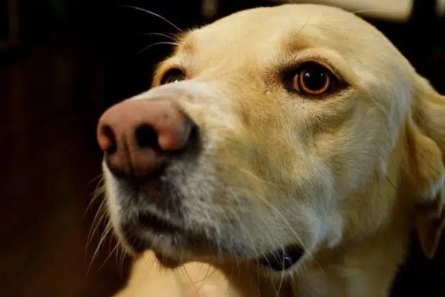 Prendre soin de son animal de compagnie Prendre soin de son animal de compagnie
