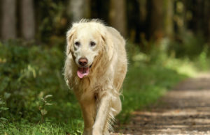 Pour tout savoir sur la race de chien Golden Retriever