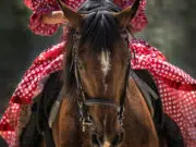 Tout le matériel d’équitation