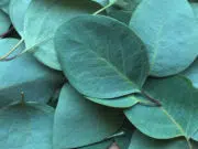 Découvrez les multiples bienfaits de l’huile essentielle d’eucalyptus