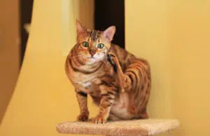 Que dois-je faire si mon chat perd ses poils ? mon chat perd ses poils
