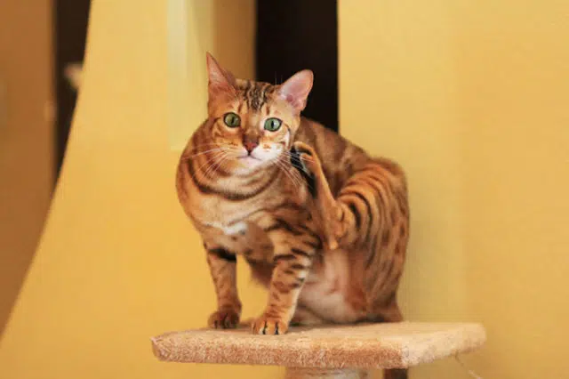 mon chat perd ses poils mon chat perd ses poils