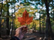 agence de SEO canadienne pour site français