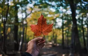 agence de SEO canadienne pour site français