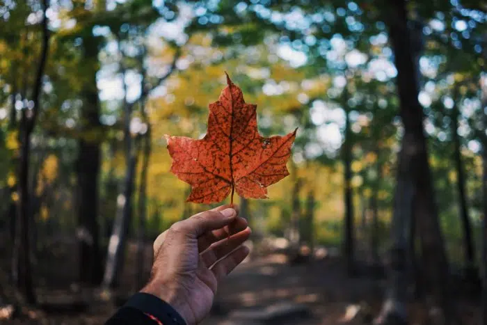 agence de SEO canadienne pour site français