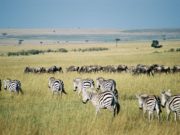 Parc à visiter au Kenya