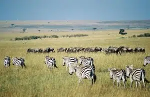 Parc à visiter au Kenya