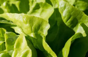 Le potager d’intérieur, quels sont les avantages ?