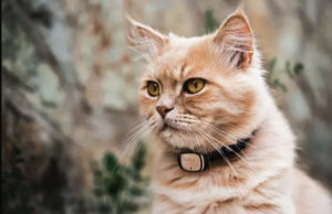 GPS pour chat