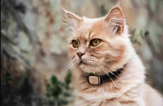 GPS pour chat GPS pour chat