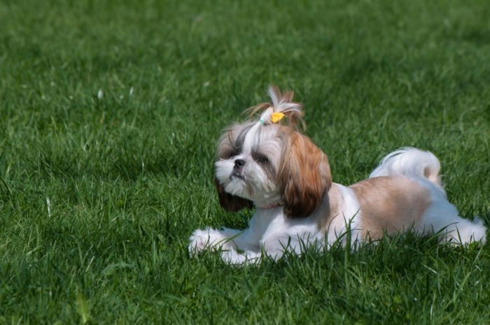 chien avec des vers