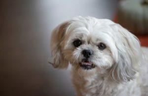 shih tzu