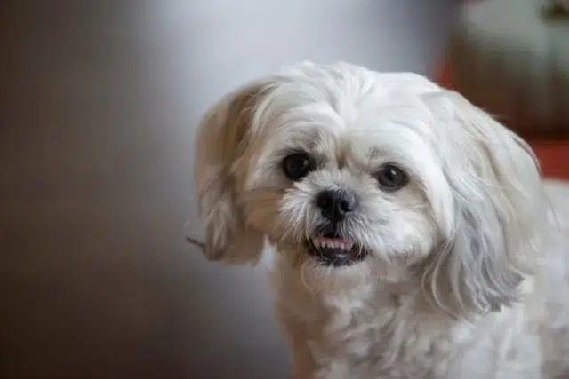 shih tzu shih tzu