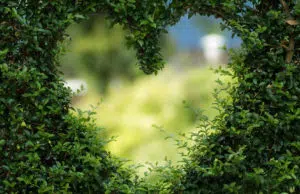 Le mur végétal : la tendance déco intérieur