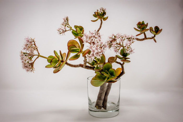 ikebana