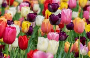 Tour d’horizon dans le monde des tulipes