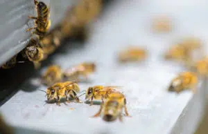 Pourquoi faire une cure de gelée royale ? gelée royale
