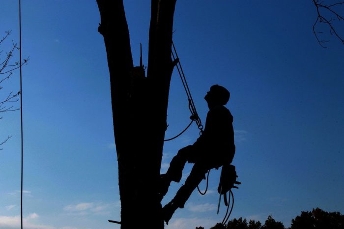 élaguer un arbre