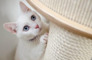 arbre à chat