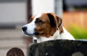 Quels sont les critères à vérifier pour bien choisir sa pension canine ?